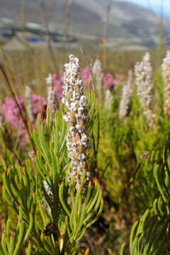 Image of Spatalla curvifolia Salisb.