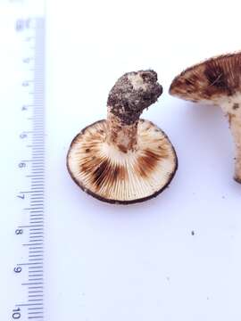 Image of Lactifluus luteolus (Peck) Verbeken 2012