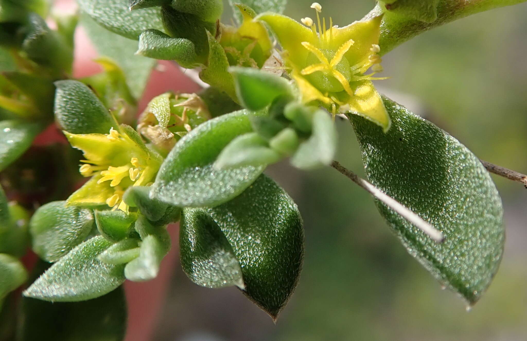 Image of Aizoon rigidum L. fil.