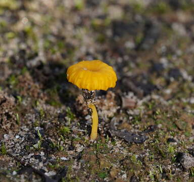 Image de Lichenomphalia chromacea (Cleland) Redhead, Lutzoni, Moncalvo & Vilgalys 2002