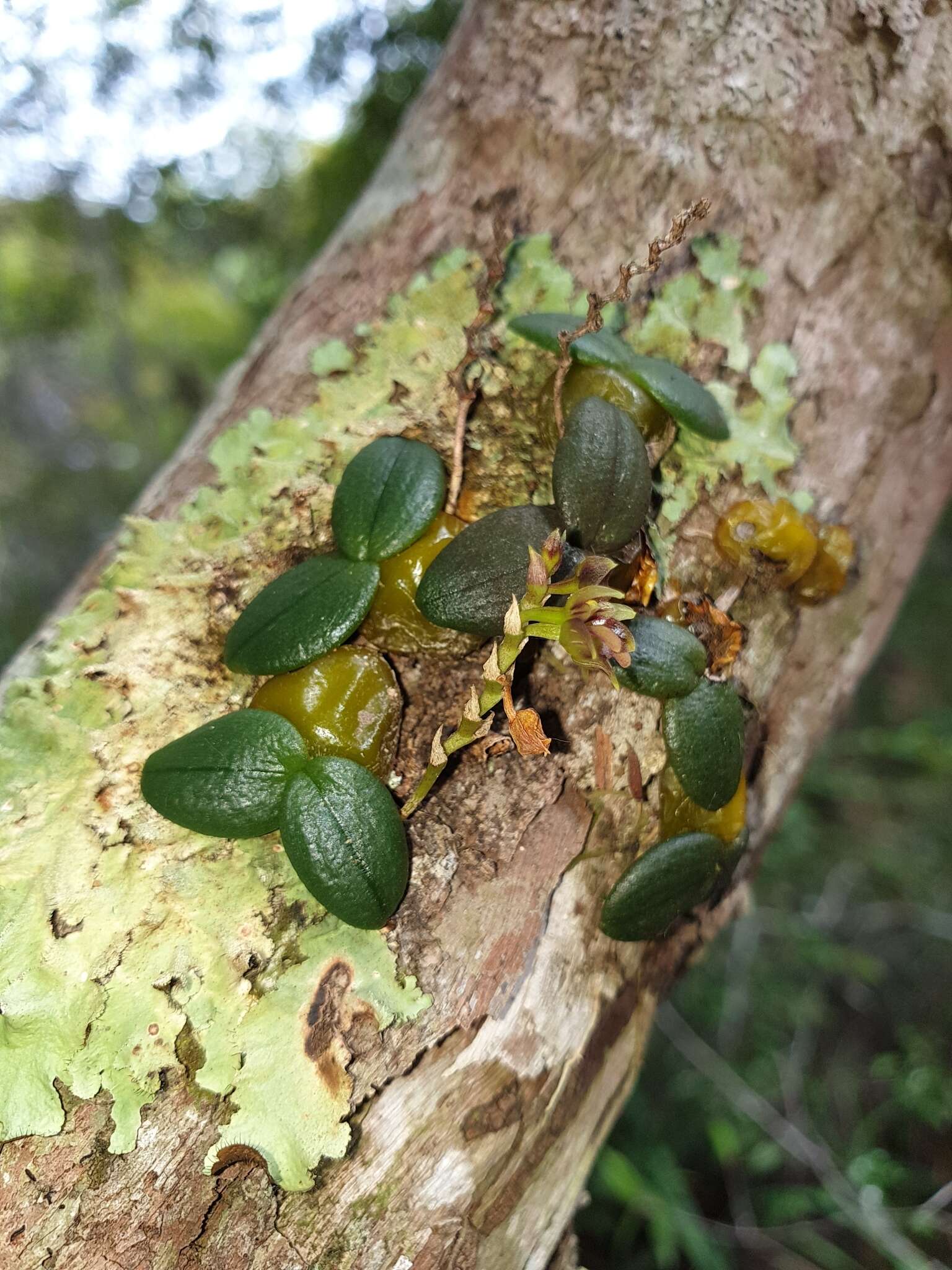 Image of Bulbophyllum complanatum H. Perrier