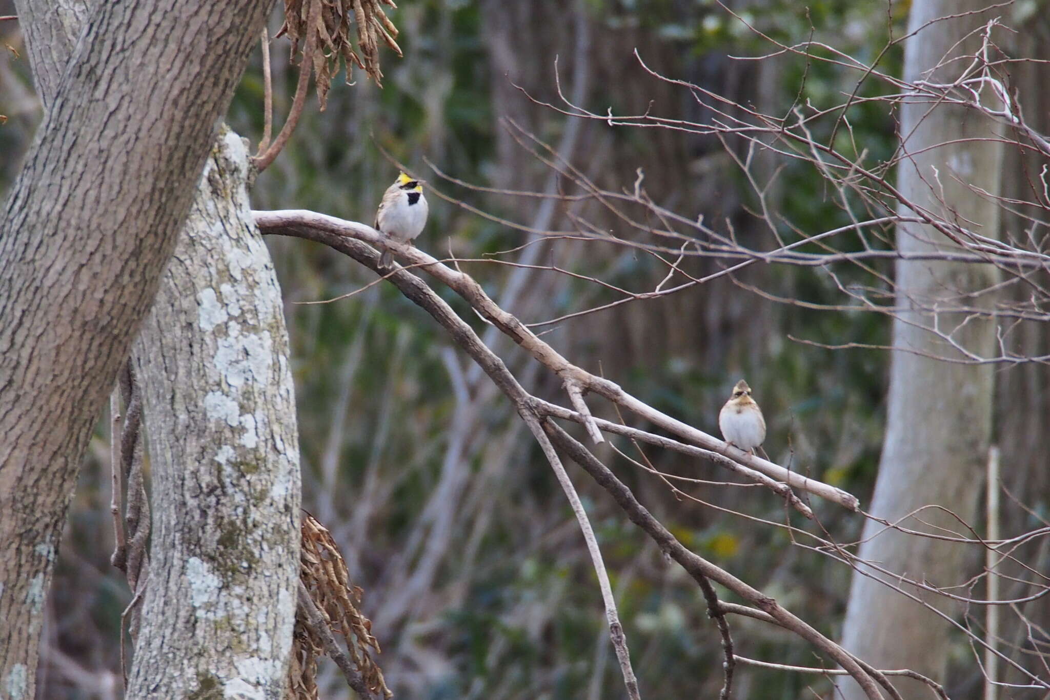 Image of Yellow-throated Bunting