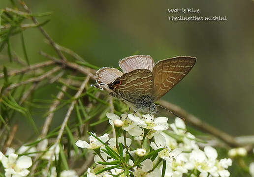 Image of Theclinesthes miskini (Lucas 1889)