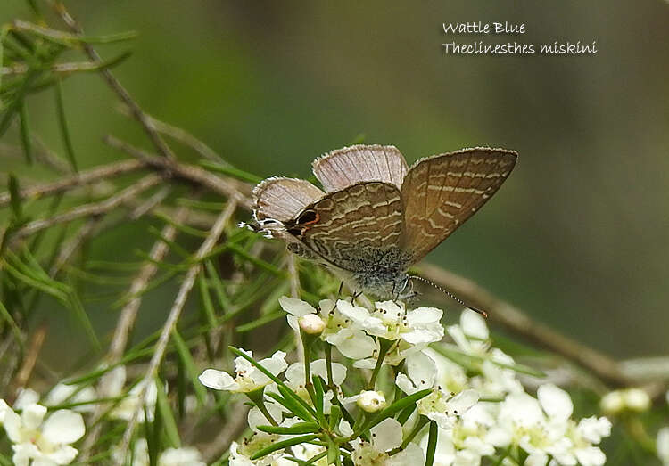 Image of Theclinesthes miskini (Lucas 1889)