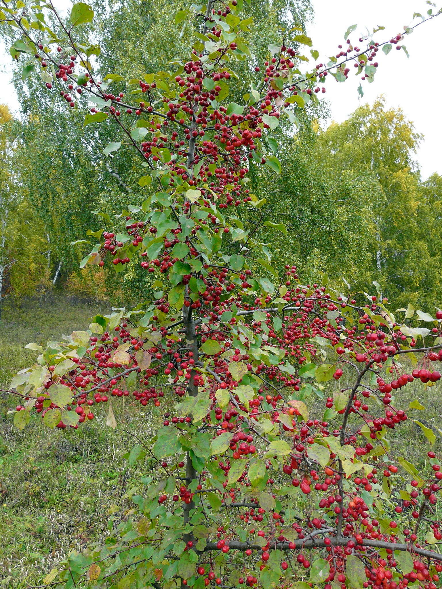 Imagem de Malus baccata (L.) Borkh.