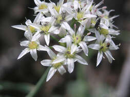 Allium plummerae S. Watson的圖片