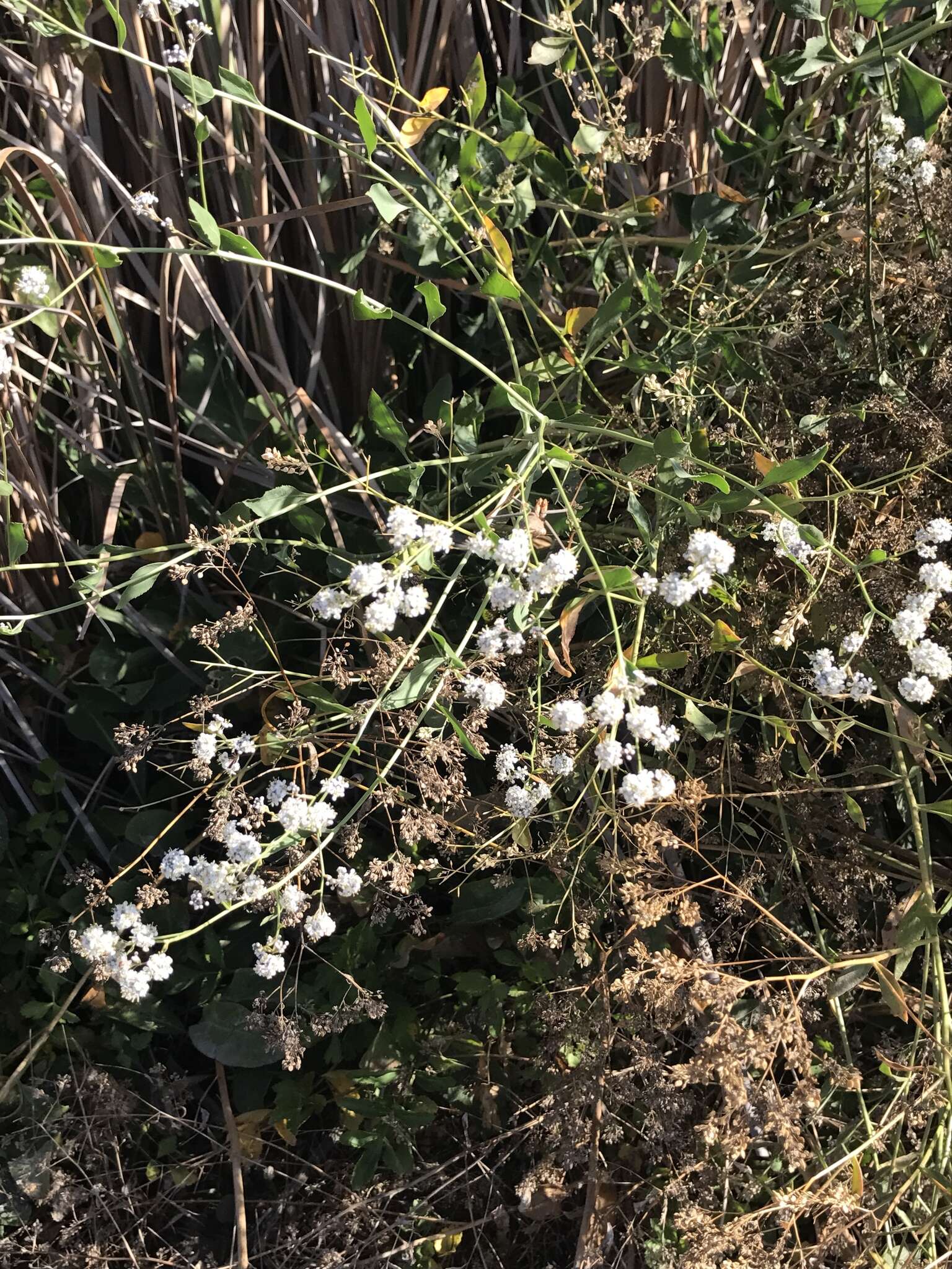 Image of broadleaved pepperweed