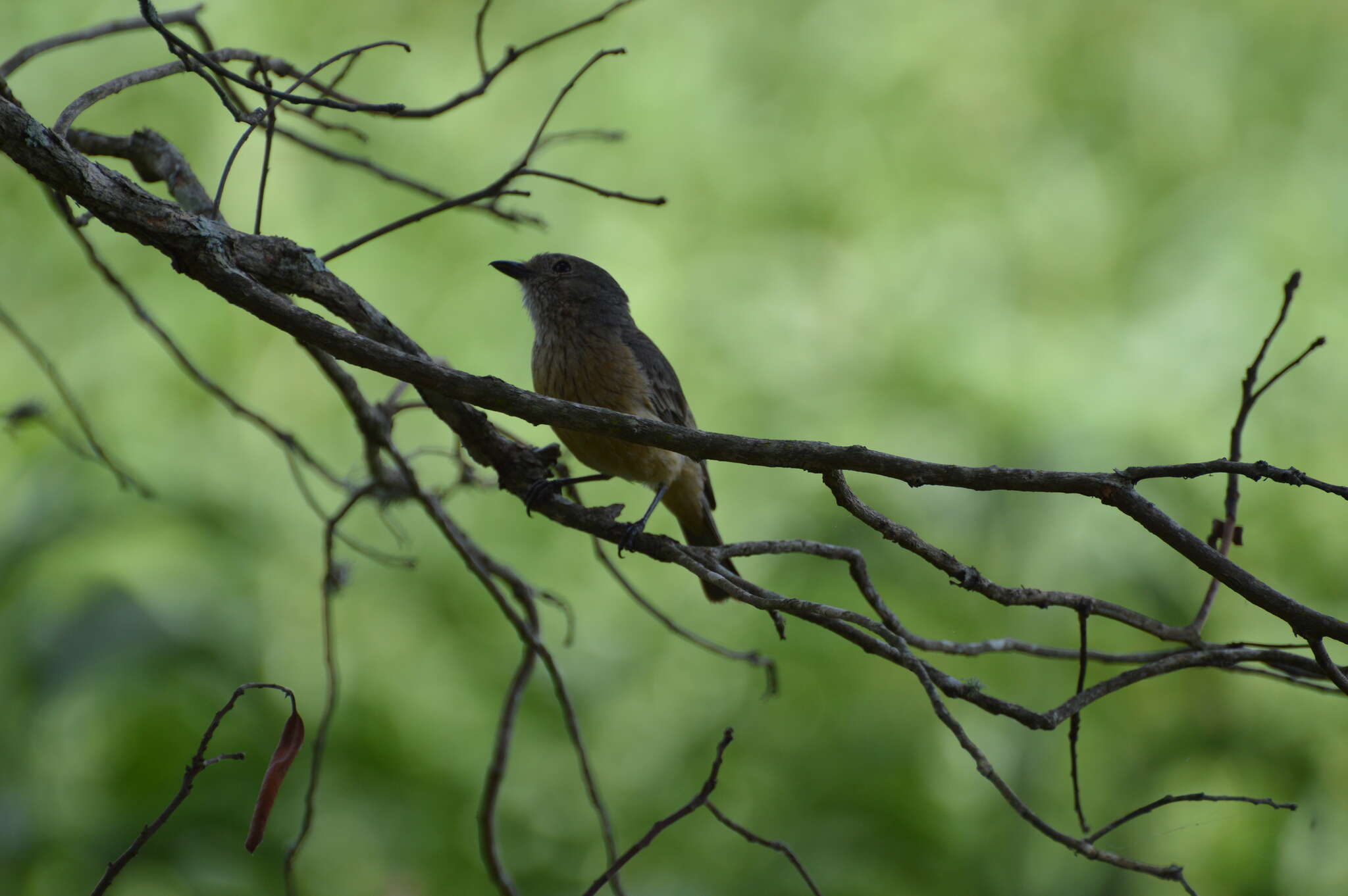 Image of Bower's Shrike-thrush