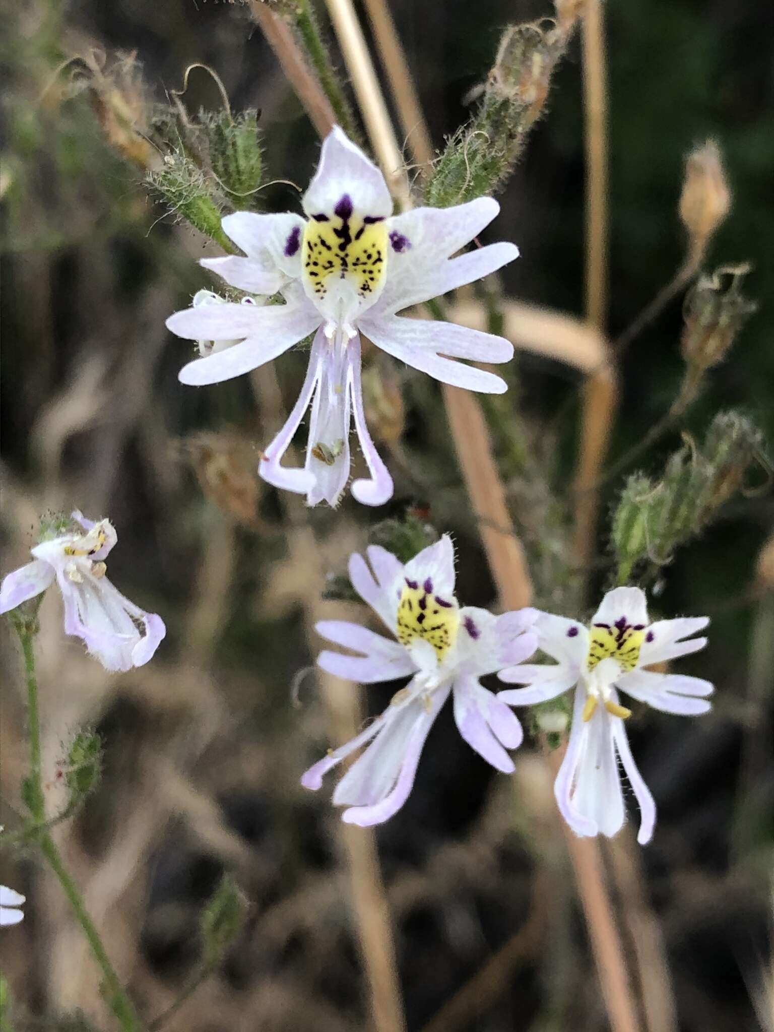 Image of Schizanthus porrigens R. Grah.