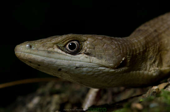 Image of Texas Alligator Lizard