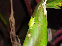 Image of Fleischmann's Glass Frog