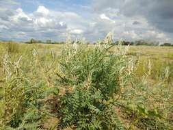 Слика од Sophora alopecuroides L.