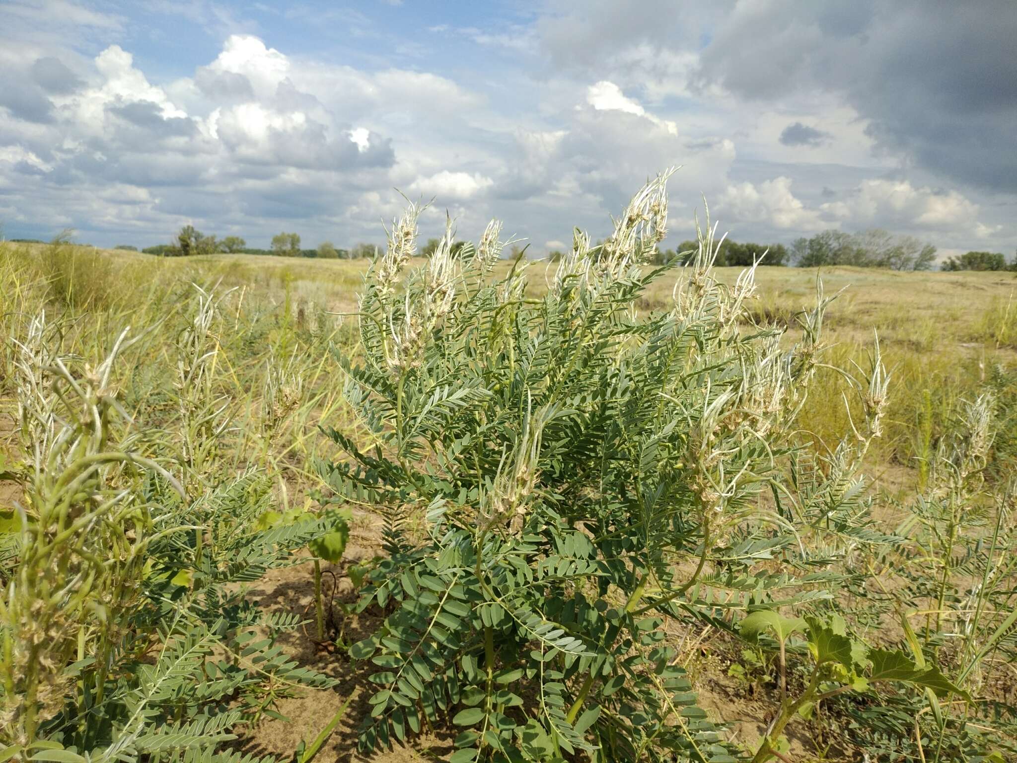 Sophora alopecuroides L. resmi