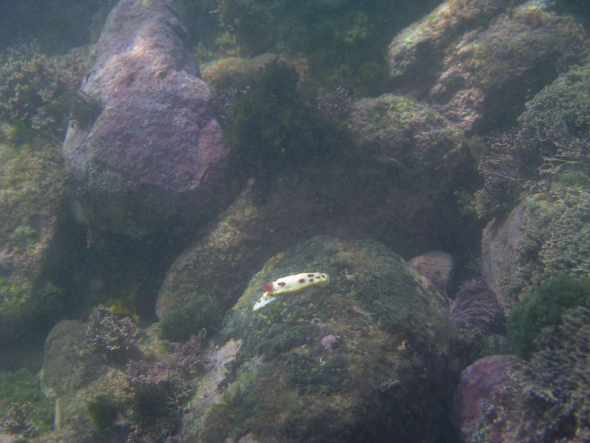 Image de Goniobranchus splendidus (Angas 1864)