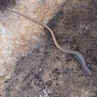 Image of Copper-Tailed Skink