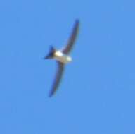 Image of Andean Swift