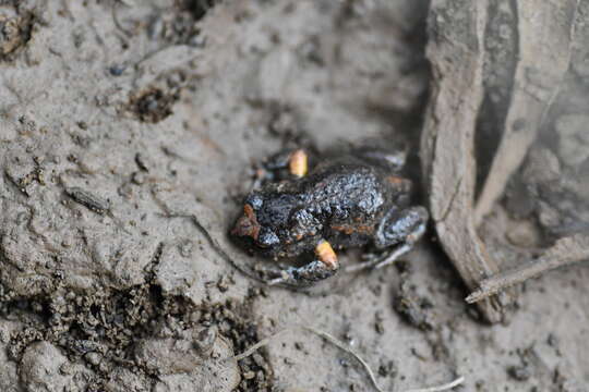 Image of Bibron’s Toadlet