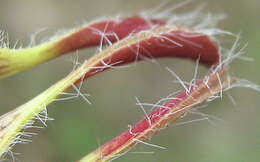 Image of Ceropegia lugardiae N. E. Br.