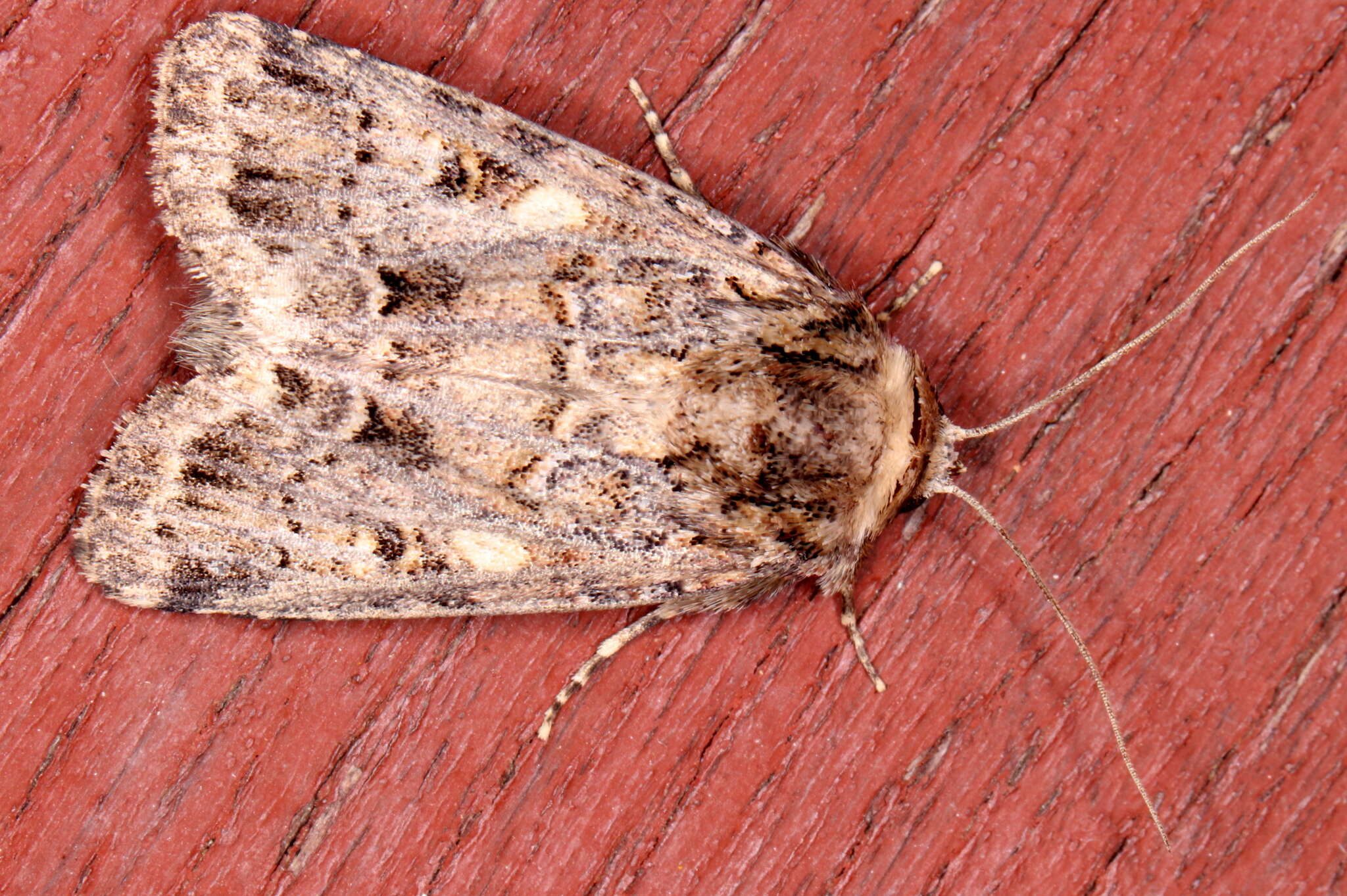 Image of Spodoptera umbraculata Walker 1858