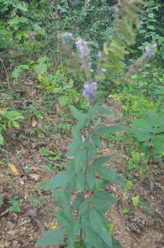 Imagem de Desmodium cajanifolium (Kunth) DC.