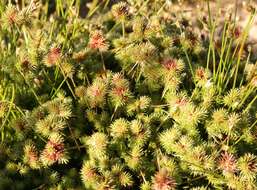 Image of bottlebrush bulrush