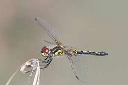 Слика од Celithemis ornata (Rambur 1842)