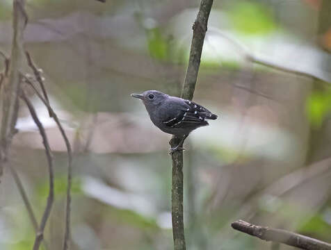 Image of Isleria Bravo, Chesser & Brumfield 2012