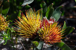 Image of Leucospermum oleifolium (P. J. Bergius) R. Br.