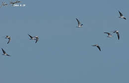 Image of White-winged Black Tern