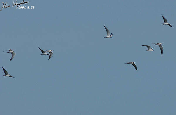 Image of White-winged Black Tern