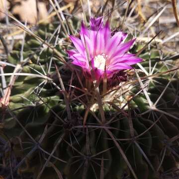 Image of Stenocactus crispatus (DC.) A. Berger