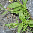 Image of Cynoglossum pustulatum Boiss.