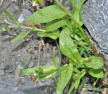 Cynoglossum pustulatum Boiss.的圖片