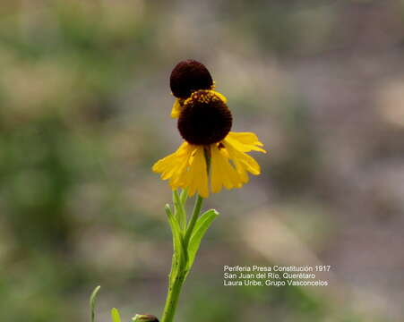 Image of Helenium mexicanum Kunth