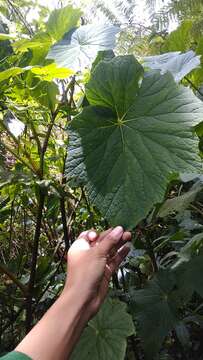 Image of Begonia multangula Blume