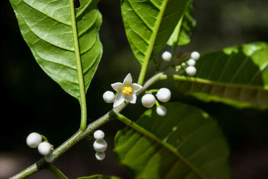 Solanum nigricans Mart. & Gal.的圖片