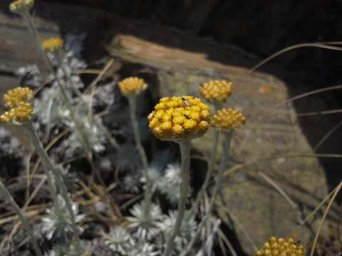 Image of Helichrysum galpinii N. E. Brown