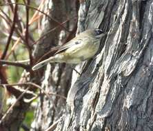 Image of Spotted Scrubwren