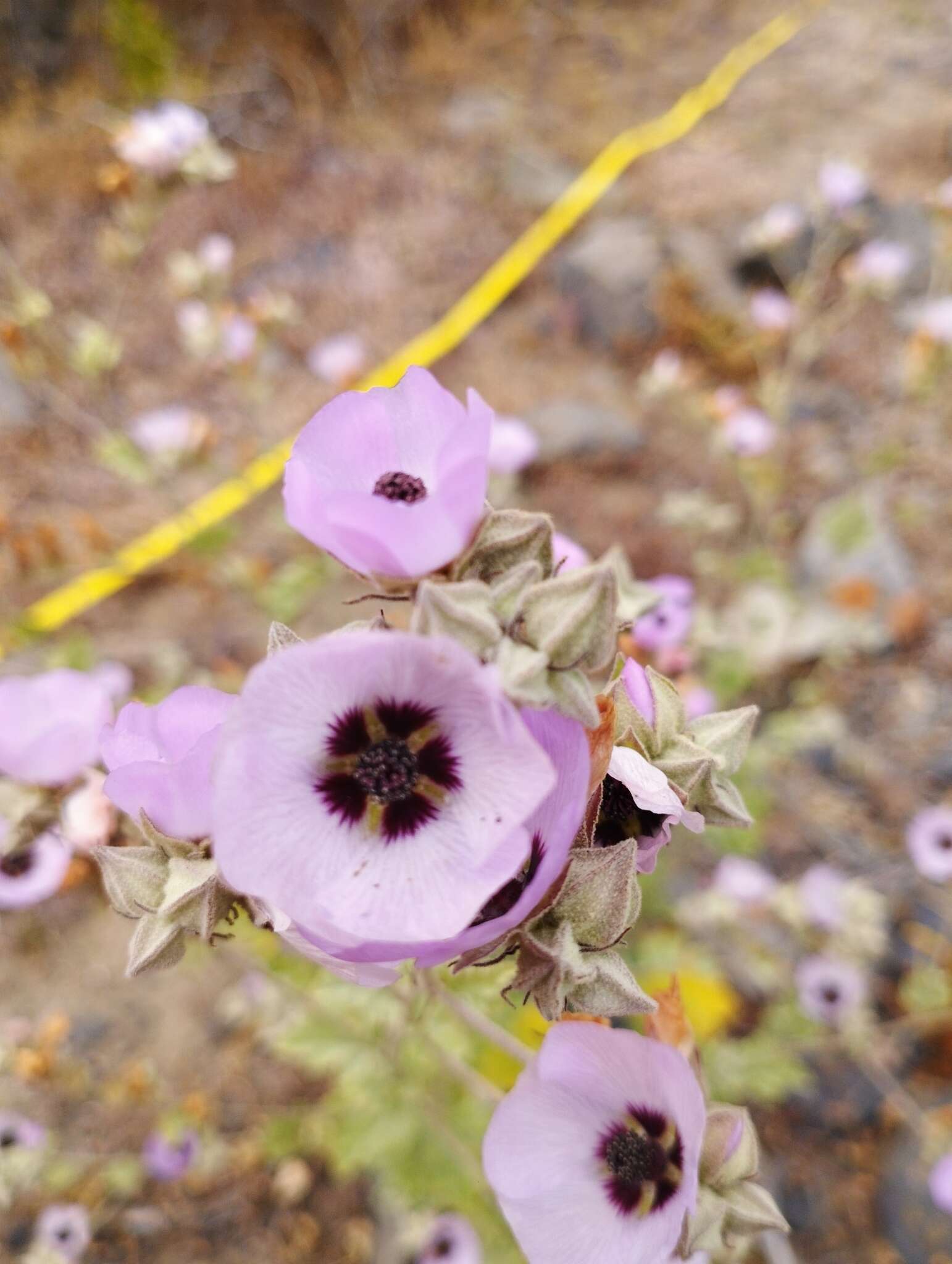 Слика од Sphaeralcea obtusiloba (Hook.) G. Don