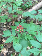 Image of baneberry