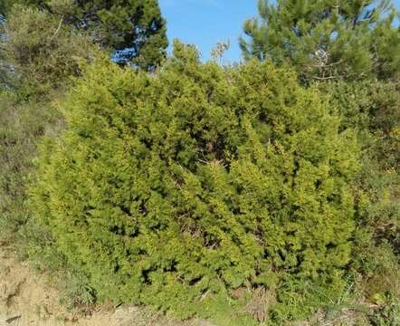 Image of Juniperus phoenicea subsp. turbinata (Guss.) Nyman