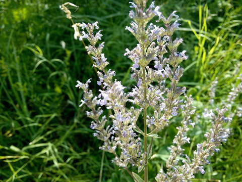 Image of Nepeta nuda subsp. nuda