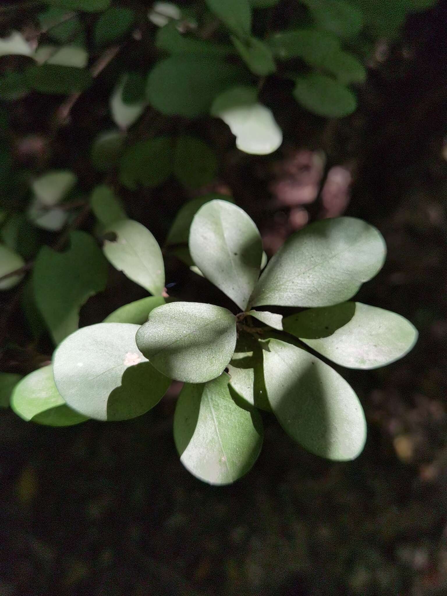 Image of Erythroxylum havanense Jacq.