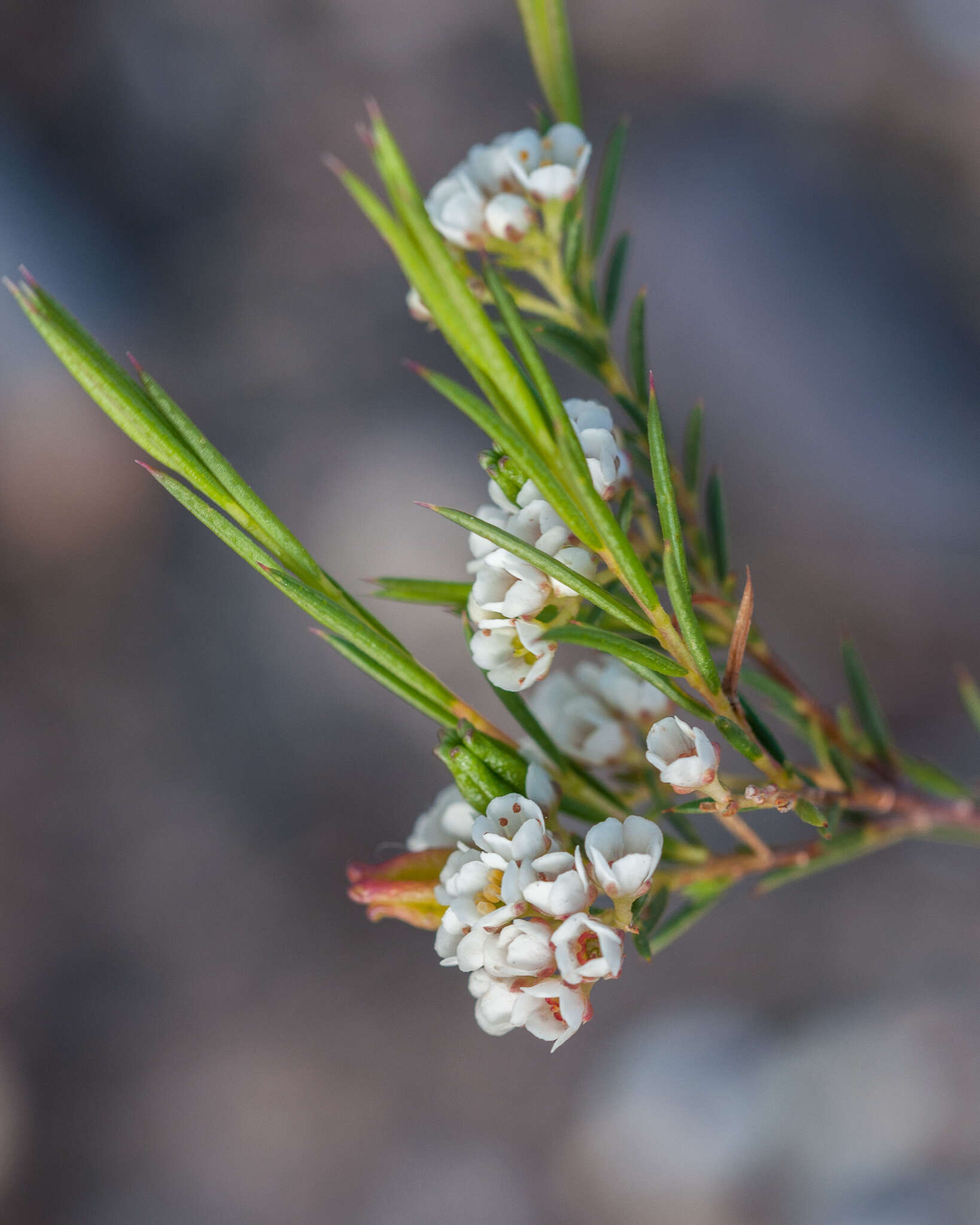 Image of Diosma hirsuta L.