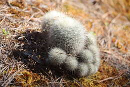 صورة Mammillaria senilis Lodd. ex Salm-Dyck