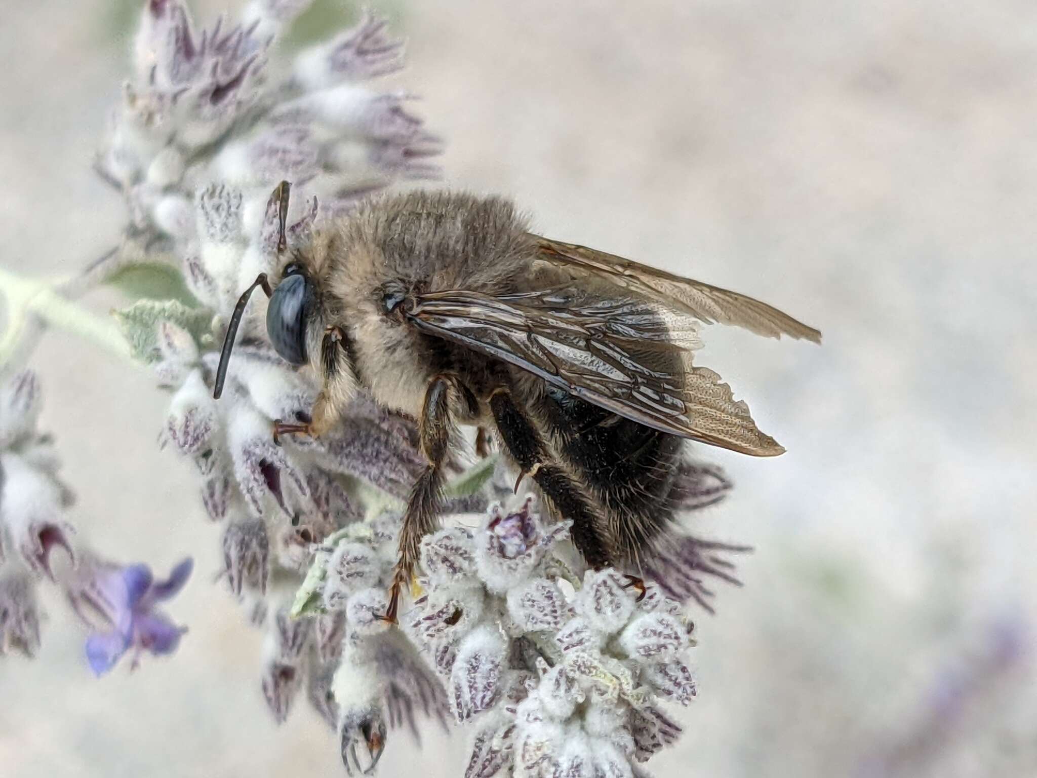 Plancia ëd Xylocopa tabaniformis tabaniformis Smith 1854