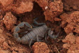 Image of Black fat–tailed scorpion