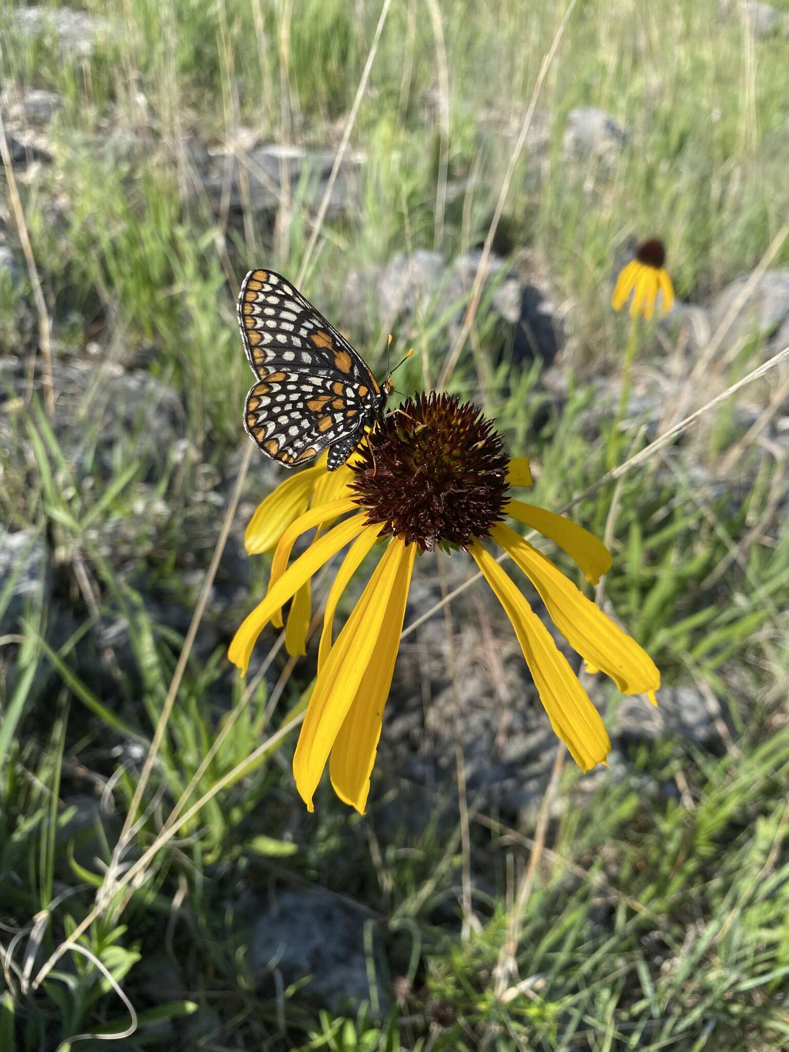 Image of Bush's purple coneflower