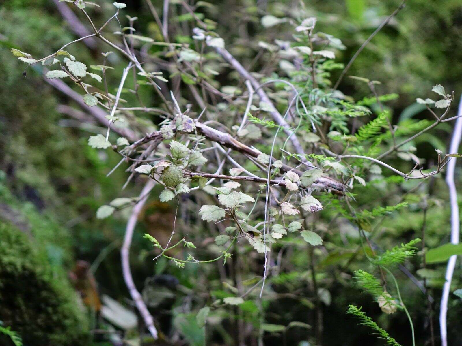 Image of Rhabdothamnus