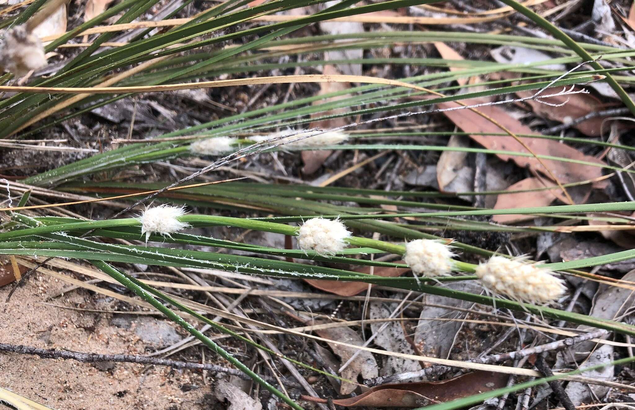 Sivun Lomandra leucocephala (R. Br.) Ewart kuva